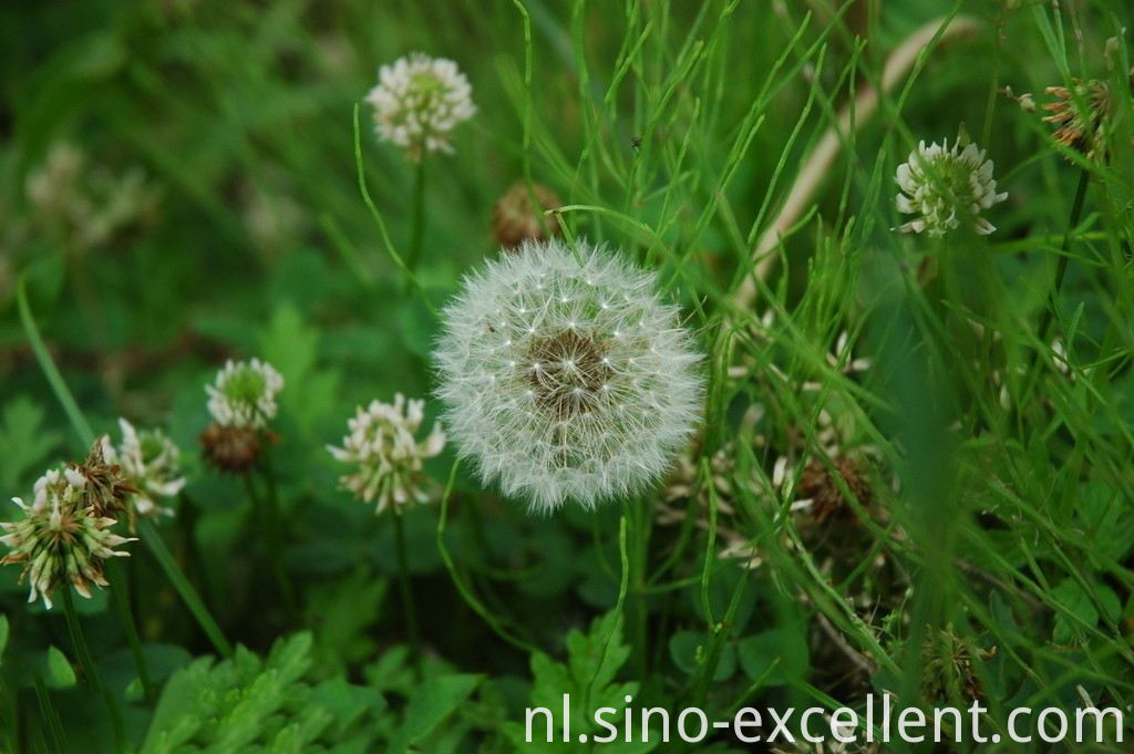 Paardebloem Dandelion